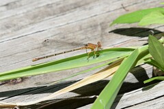 Argia apicalis
