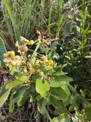 Davilla elliptica
