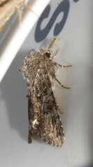 Melanchra pulverulenta