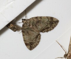 Hydriomena renunciata