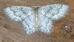 Chloropteryx opalaria