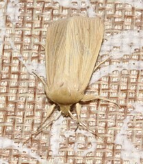 Mythimna oxygala