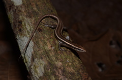 Cryptoblepharus yulensis