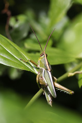 Staleochlora trilineata