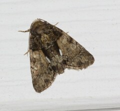 Chytonix