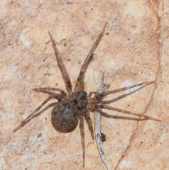 Hersiliola