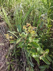 Davilla elliptica