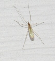 Erioptera
