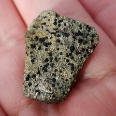 Acarosporaceae