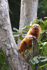 Leontopithecus rosalia