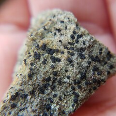 Acarosporaceae