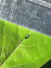 Protographium epidaus