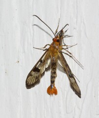 Synanthedon acerni