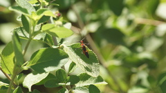 Zelus longipes