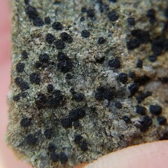 Acarosporaceae