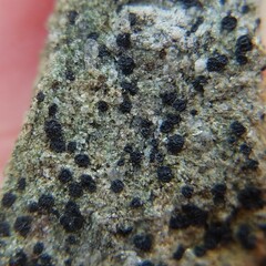Acarosporaceae