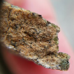 Acarosporaceae