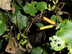 Piper excelsum excelsum