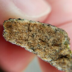 Acarosporaceae