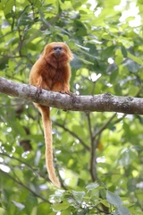 Leontopithecus rosalia