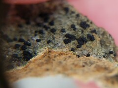 Acarosporaceae