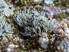 Pilophorus acicularis