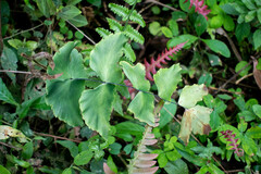Adiantum macrophyllum
