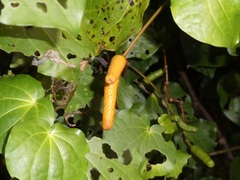 Piper excelsum excelsum