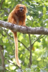 Leontopithecus rosalia