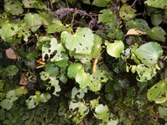 Piper excelsum excelsum