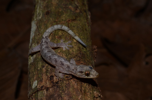 Oriental Scaly-toed Gecko (Lepidodactylus orientalis) · iNaturalist