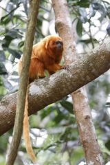 Leontopithecus rosalia