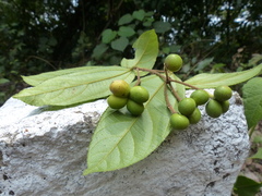 Grewia umbellifera