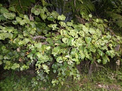 Piper excelsum excelsum