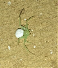Diaea puncta