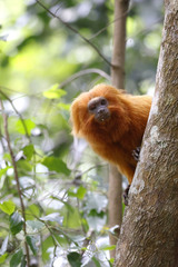 Leontopithecus rosalia