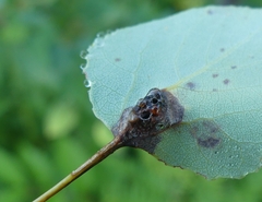 Pemphigus populiglobuli