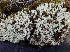 Cladonia caroliniana