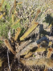 Bergerocactus emoryi