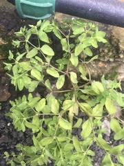 Euphorbia peplus
