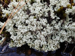 Cladonia caroliniana