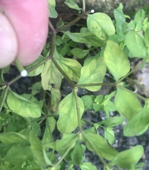 Euphorbia peplus