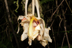 Stanhopea gibbosa