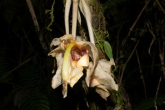 Stanhopea gibbosa