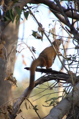 Paraxerus cepapi cepapi