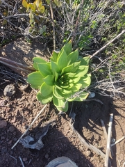Dudleya brittonii