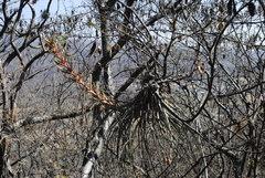 Tillandsia calothyrsus