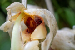 Stanhopea gibbosa