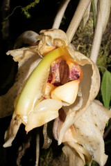 Stanhopea gibbosa