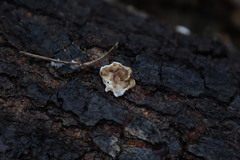 Aleurodiscus oakesii